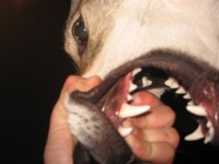 /album/kdyz-semisek-zlobi-/img-6394-small-jpg/